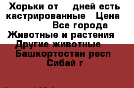   Хорьки от 35 дней есть кастрированные › Цена ­ 2 000 - Все города Животные и растения » Другие животные   . Башкортостан респ.,Сибай г.